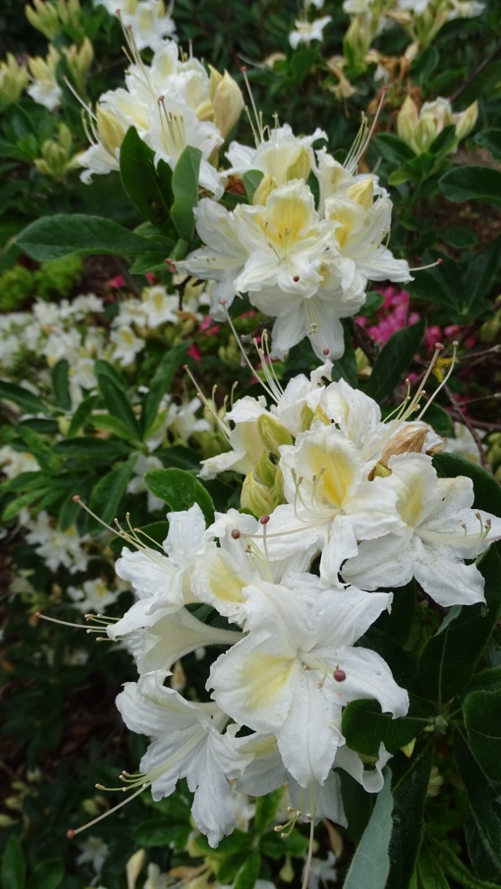 'Midsummer Queen'